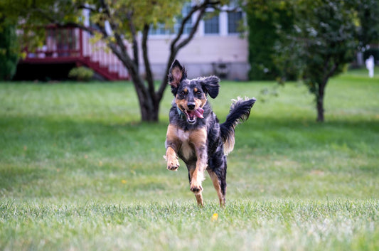 Développer un rappel solide-Sage académie canine