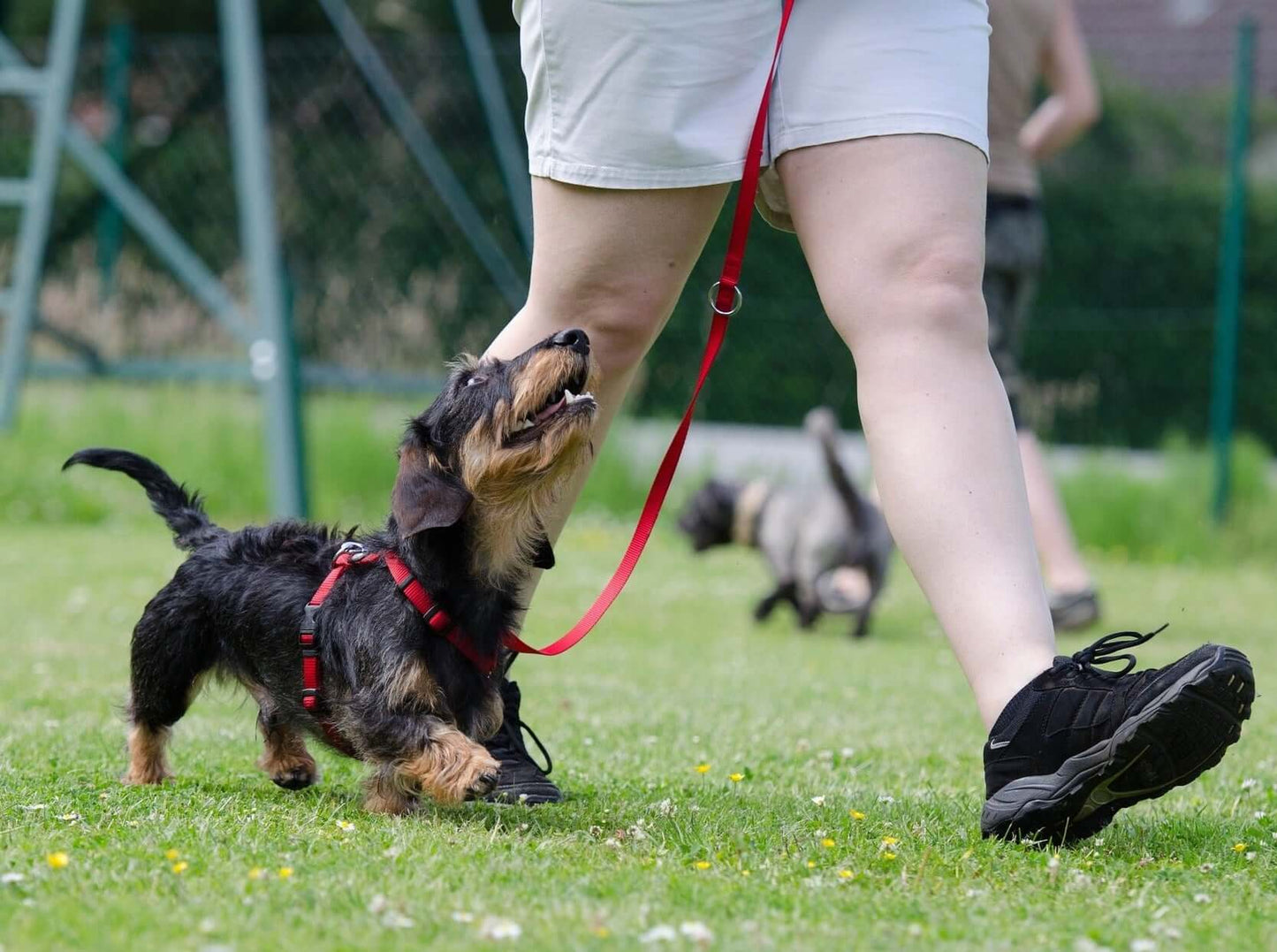 Cours d'obéissance de base-Sage académie canine