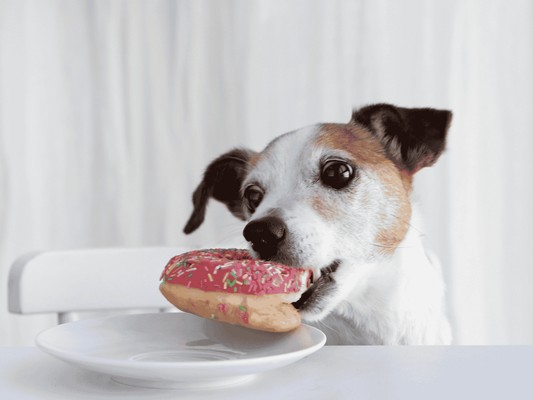 Comportements indésirables chez le chien : 10 conseils pour les corriger