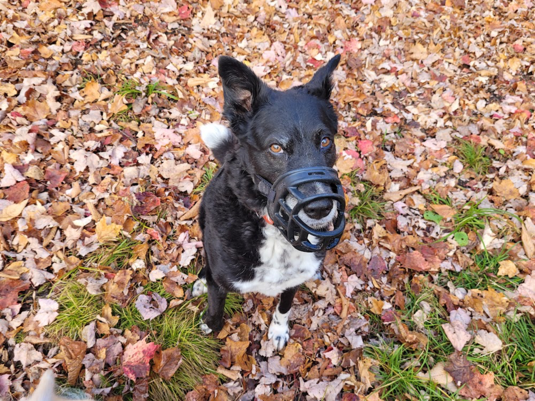 Vivre avec un chien réactif : ce que cette expérience nous apprend