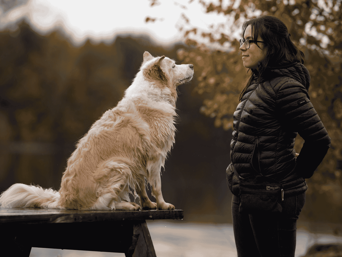 Comment structurer l'entraînement de son chien pour progresser plus vite