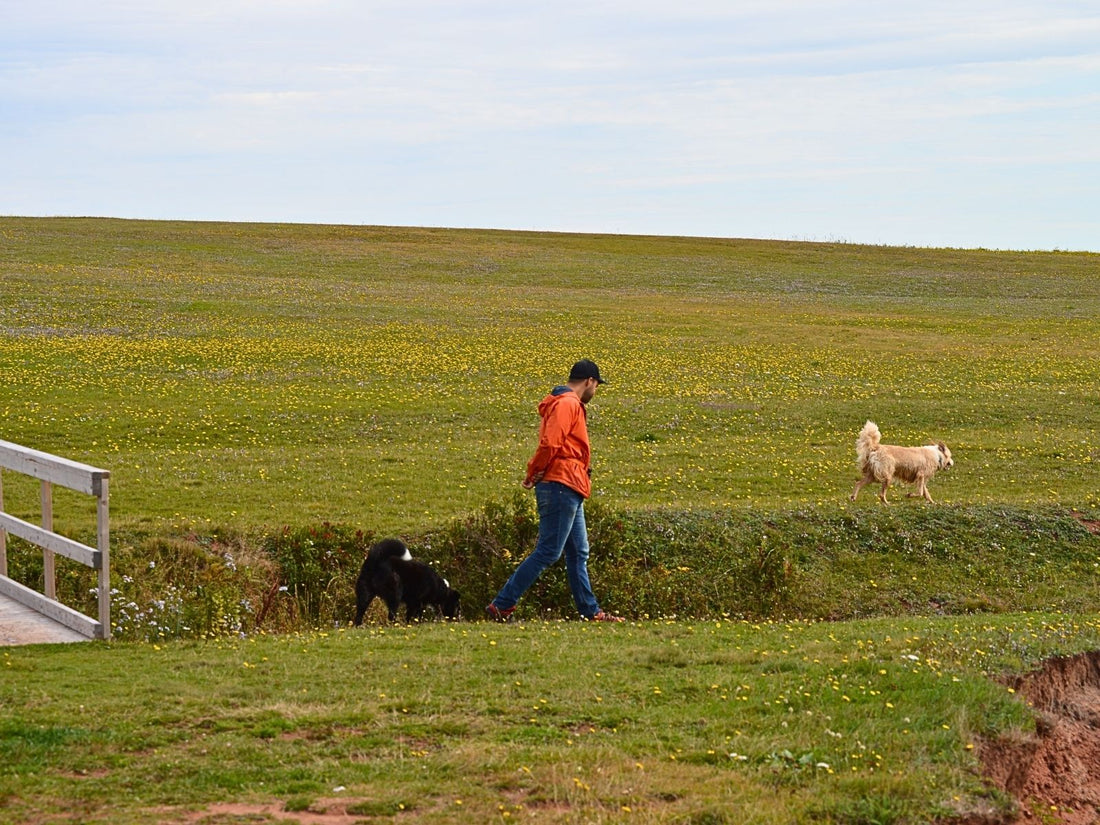 promenade chiens sans laisse