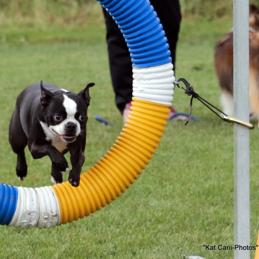 Atelier : Introduction à l'agilité canine