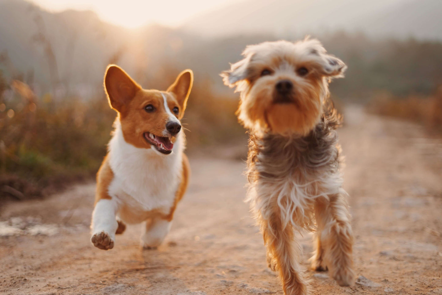 Promenade éducative - Petits chiens-Sage académie canine