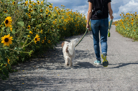 Marche en laisse