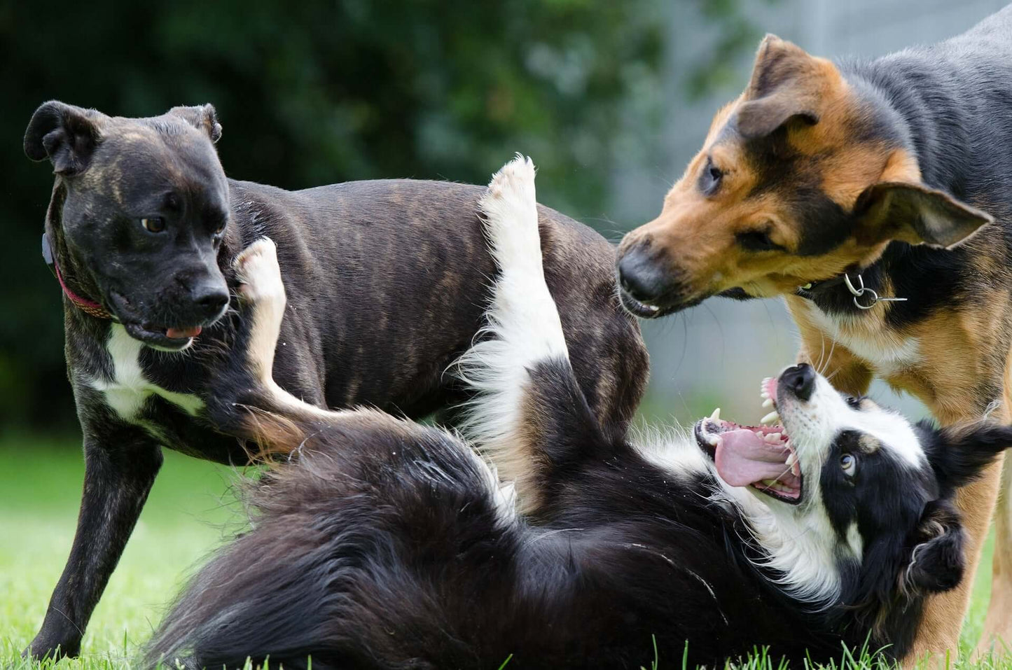 Promenade éducative de groupe - moyens et grands chiens-Sage académie canine