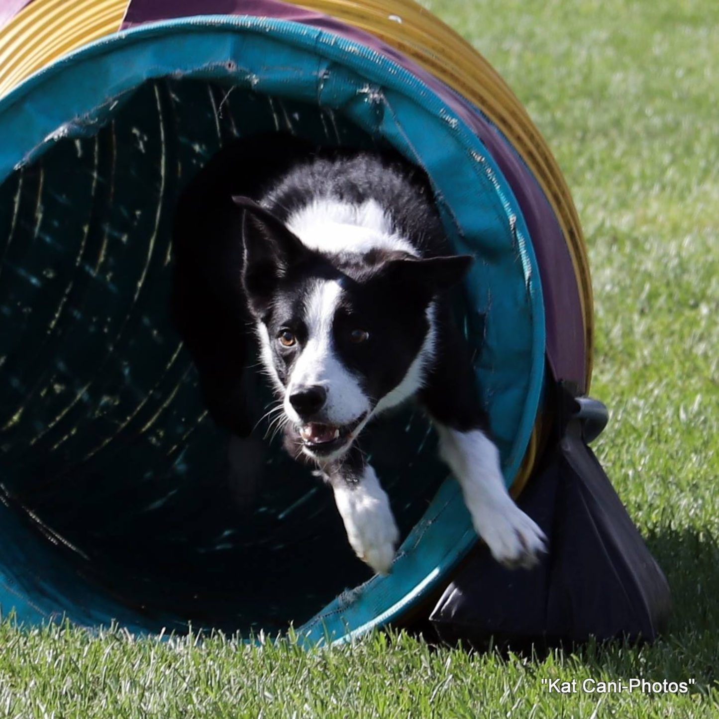 Initiation à l'agilité canine