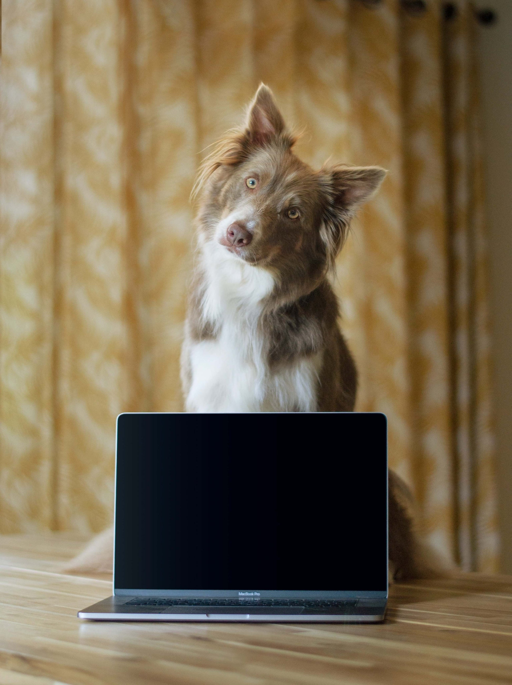 Consultation virtuelle-Sage académie canine