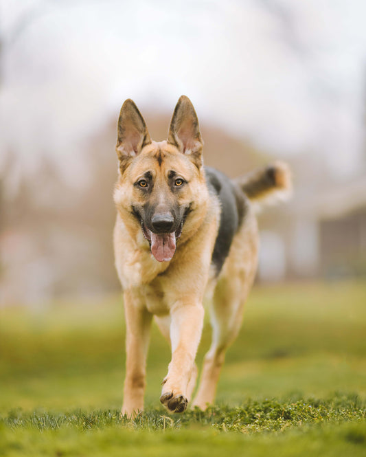 Promenade éducative - individuelle-Sage académie canine