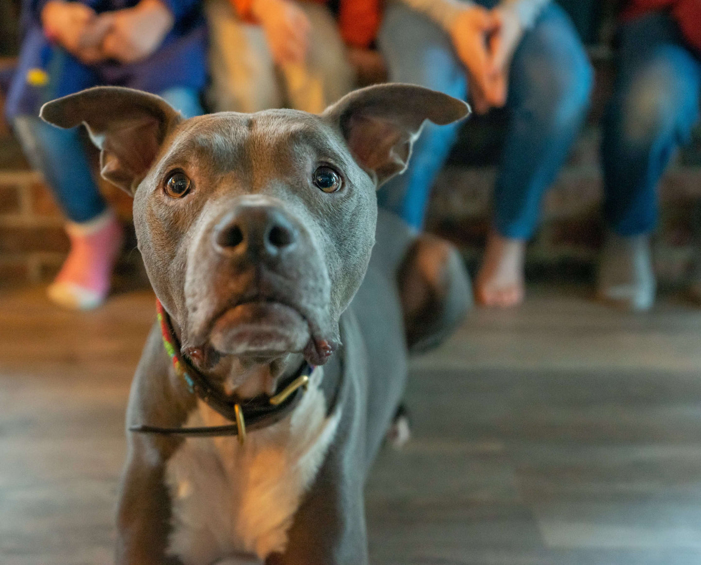 Consultation à domicile-Sage académie canine